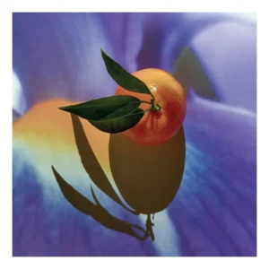 Loewe Solo Elixir 50 Vap M